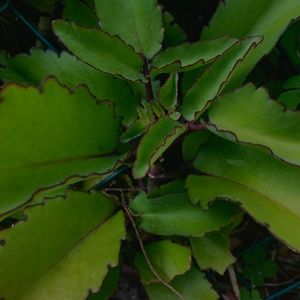 Meet your Posher, Cheyene